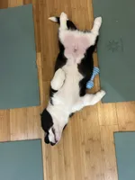Black and white Male (Glamour coat) , a male Cardigan Welsh Corgi and Pembroke Welsh Corgi for sale in Mount Jackson, VA – 7 of 9