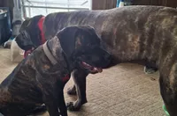 Cane Corso , a female Cane Corso for sale in Myrtle Beach, SC – 3 of 3