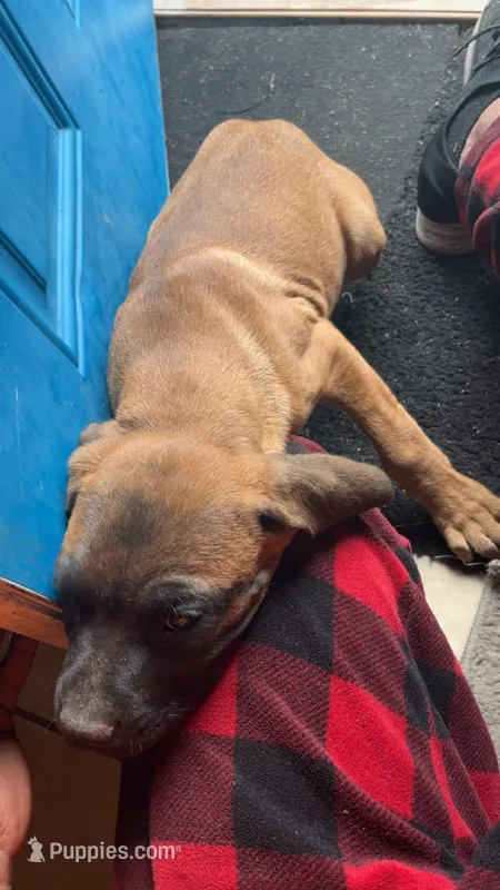 Cane Corso  – Cane Corso puppy for sale in Myrtle Beach, SC