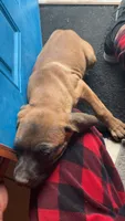 Cane Corso , a female Cane Corso for sale in Myrtle Beach, SC – 1 of 3