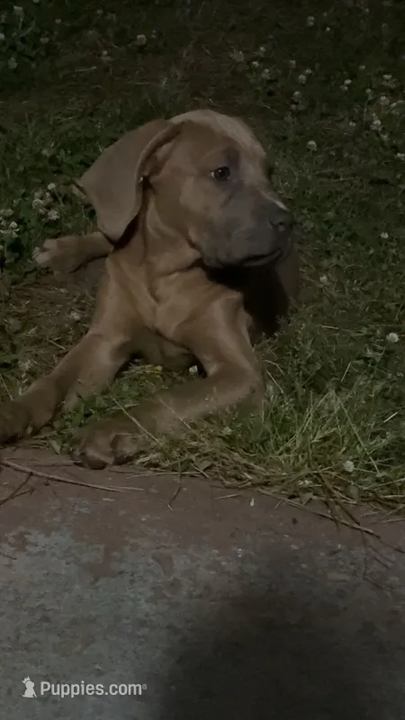 Pinto , a female Cane Corso for sale in Myrtle Beach, SC – 1 of 2