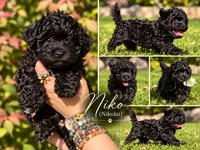 Nikolai, a male Russian Tsvetnaya Bolonk for sale in Pleasant Prairie, WI – 2 of 5