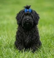 Nikolai, a male Russian Tsvetnaya Bolonk for sale in Pleasant Prairie, WI – 4 of 5