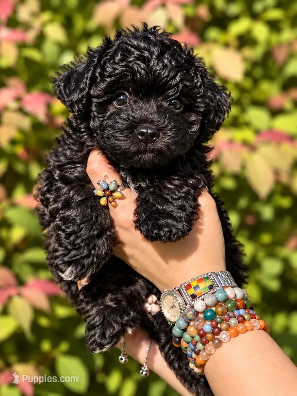 Nikolai – Russian Tsvetnaya Bolonk puppy for sale in Pleasant Prairie, WI