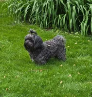 Nikolai, a male Russian Tsvetnaya Bolonk for sale in Pleasant Prairie, WI – 3 of 5