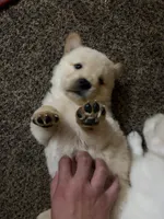 processed/dfd64cdb-0636-4bff-a6d2-4d607d2ef109/listing/303cf685-bff4-4855-9f85-5972f397a886/24758534-4bba-4df7-92e4-95408c3ded92