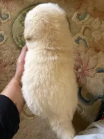 processed/dfd64cdb-0636-4bff-a6d2-4d607d2ef109/listing/c834dd58-fbf7-4e95-b136-448f3fcb4f85/91ea8da8-6b9b-42f3-82d4-33c34953cdce