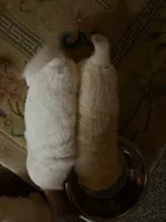 processed/dfd64cdb-0636-4bff-a6d2-4d607d2ef109/listing/e741a672-eb36-416a-8bca-64462358f133/81e0545f-5a7e-4dab-a029-605b998a6fdb