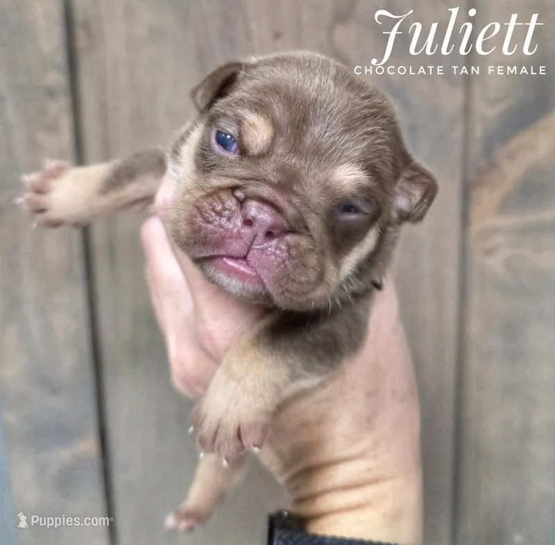 Juliett – English Bulldog puppy for sale in Dumas, TX