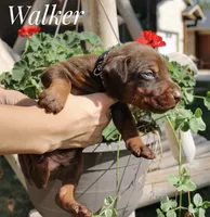 Walker, a male Doberman Pinscher for sale in Dumas, TX – 3 of 3