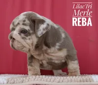 Reba, a female English Bulldog for sale in Dumas, TX – 3 of 10