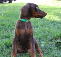 Bandit, a male Doberman Pinscher for sale in Dumas, TX – 7 of 7