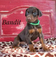 Bandit, a male Doberman Pinscher for sale in Dumas, TX – 4 of 5