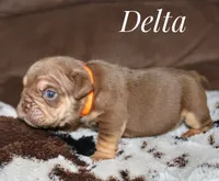 Delta, a female English Bulldog for sale in Dumas, TX – 6 of 7