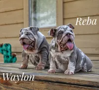 Waylon, a male English Bulldog for sale in Dumas, TX – 5 of 8