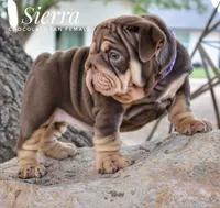 Sierra, a female English Bulldog for sale in Dumas, TX – 5 of 10