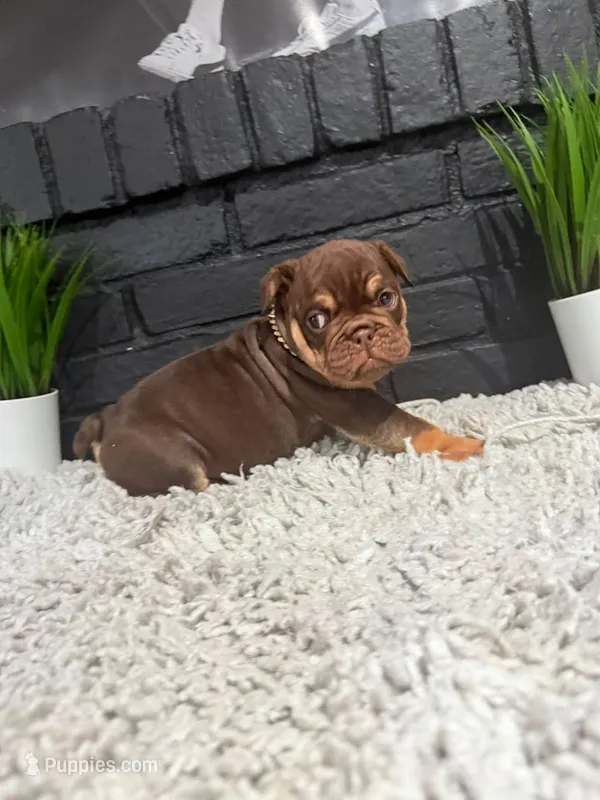 Sissy – English Bulldog puppy for sale in Dumas, TX