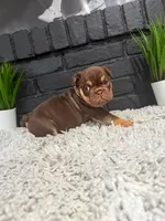 Sissy, a female English Bulldog for sale in Dumas, TX – 1 of 3