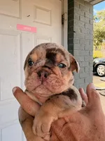 Stanley, a male English Bulldog for sale in Dumas, TX – 3 of 6
