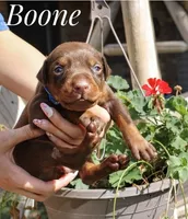 Boone, a male Doberman Pinscher for sale in Dumas, TX – 2 of 4