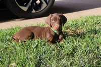 Bandit, a male Doberman Pinscher for sale in Dumas, TX – 2 of 7