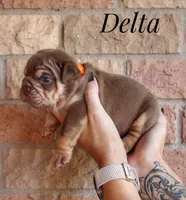 Delta, a female English Bulldog for sale in Dumas, TX – 5 of 7