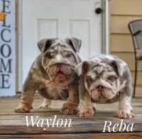 Waylon, a male English Bulldog for sale in Dumas, TX – 7 of 8