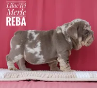 Reba, a female English Bulldog for sale in Dumas, TX – 6 of 10