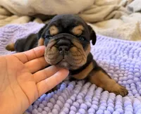 processed/dfda69ac-ebfa-4d1e-bcb9-372fe9a3f088/listing/2339fe41-296d-488a-bc18-7c7c1721d547/0de43c98-ef55-4e69-8a55-83b1022f5c48