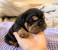 processed/dfda69ac-ebfa-4d1e-bcb9-372fe9a3f088/listing/2339fe41-296d-488a-bc18-7c7c1721d547/12f4a165-4803-448d-b343-188500f2da3e