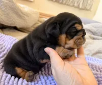 processed/dfda69ac-ebfa-4d1e-bcb9-372fe9a3f088/listing/2339fe41-296d-488a-bc18-7c7c1721d547/bacc0157-c07f-4076-ac87-2ebad0582bd8