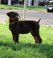 Belle, a female Doberman Pinscher for sale in Dumas, TX – 3 of 6