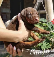 Bandit, a male Doberman Pinscher for sale in Dumas, TX – 5 of 6