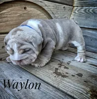 Waylon, a male English Bulldog for sale in Dumas, TX – 6 of 9
