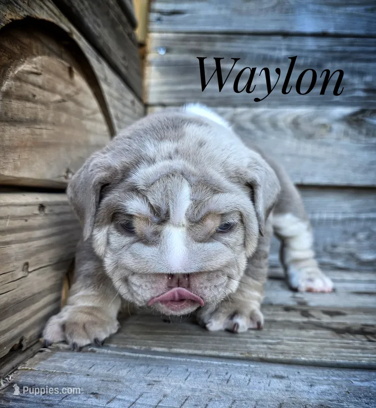 Waylon, a male English Bulldog for sale in Dumas, TX – 1 of 9