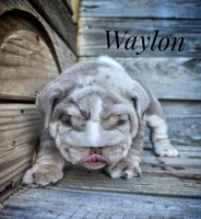Waylon, a male English Bulldog for sale in Dumas, TX – 1 of 9