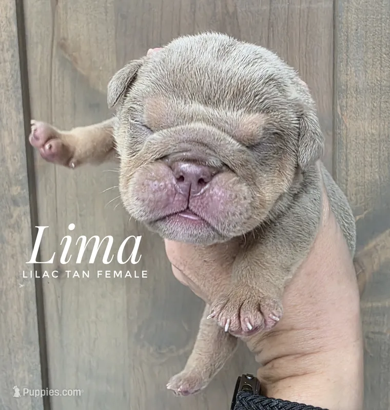 Lima – English Bulldog puppy for sale in Dumas, TX