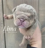 Lima, a female English Bulldog for sale in Dumas, TX – 1 of 2
