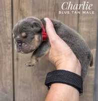 Charlie, a male English Bulldog for sale in Dumas, TX – 2 of 2