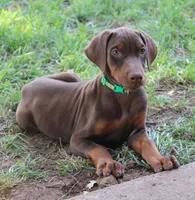 Bandit, a male Doberman Pinscher for sale in Dumas, TX – 6 of 7