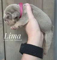 Lima, a female English Bulldog for sale in Dumas, TX – 2 of 2
