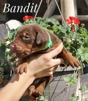 Bandit, a male Doberman Pinscher for sale in Dumas, TX – 3 of 6