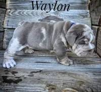Waylon, a male English Bulldog for sale in Dumas, TX – 8 of 9