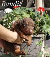 Bandit, a male Doberman Pinscher for sale in Dumas, TX – 2 of 6