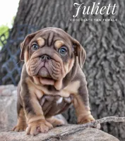 Juliett, a female English Bulldog for sale in Dumas, TX – 9 of 10