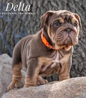 Delta, a female English Bulldog for sale in Dumas, TX – 2 of 7