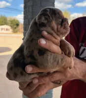 Stanley, a male English Bulldog for sale in Dumas, TX – 5 of 6