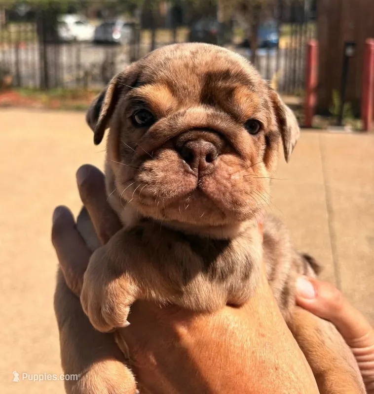 Stanley – English Bulldog puppy for sale in Dumas, TX
