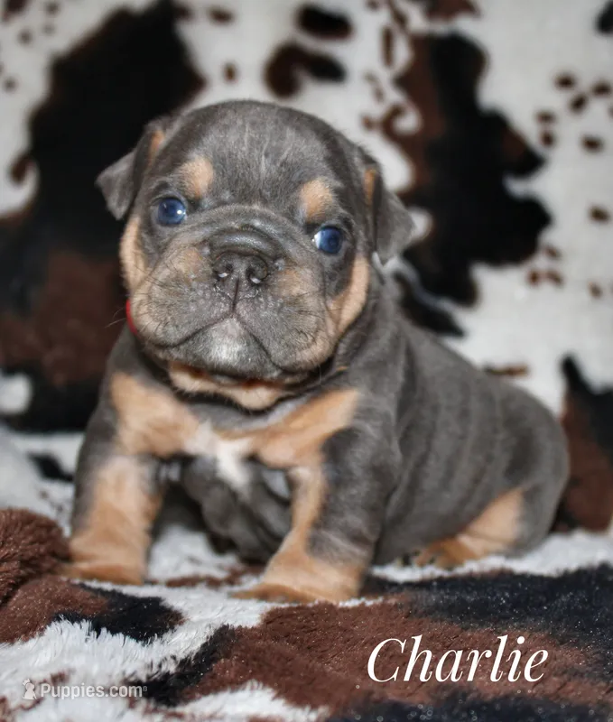 Charlie – English Bulldog puppy for sale in Dumas, TX