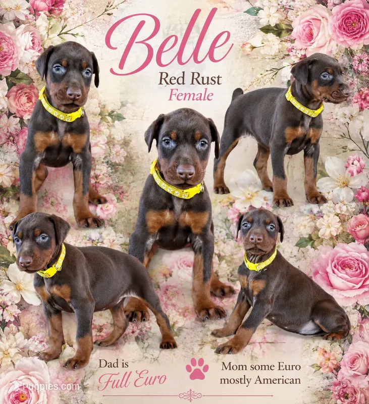 Belle – Doberman Pinscher puppy for sale in Dumas, TX